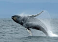 TURISMO: Salinas el encuentro romántico de las ballenas