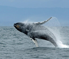 TURISMO: Salinas el encuentro romántico de las ballenas