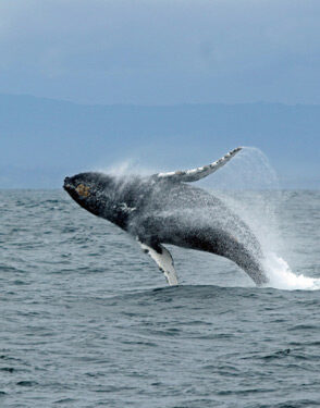 TURISMO: Salinas el encuentro romántico de las ballenas