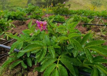Presentan variedad de producción de papas  en cuatro comunidades del sur del Ecuador