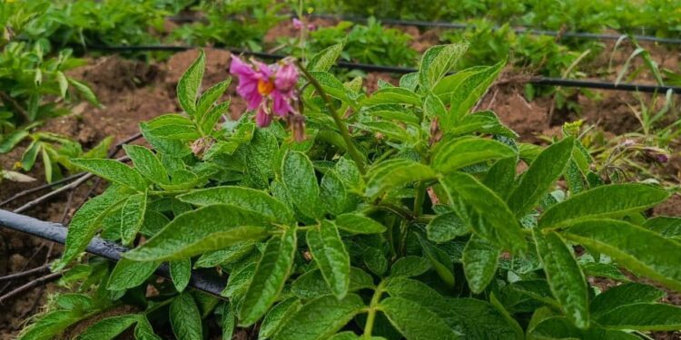 Presentan variedad de producción de papas en cuatro comunidades del sur del Ecuador