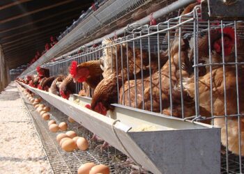 En Loja ejecutan producción avícola tecnificada