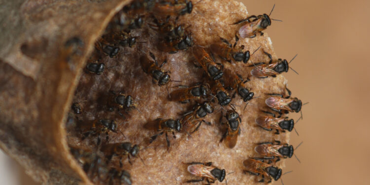 Productores de abejas Meliponas listos para un nuevo festival