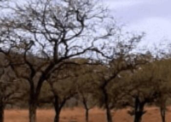 La falta de lluvias frena el florecimiento de los guayacanes