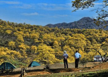 Ya viene el florecimiento de los guayacanes en Zapotillo: espectáculo natural incomparable