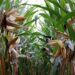 Plaguicidas usados en la producción de maíz causan daño genético