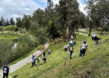Plantaron 300 especies nativas en el parque Carigán