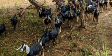 UTPL impulsa investigación clave sobre capricultura y sostenibilidad en el sur del Ecuador