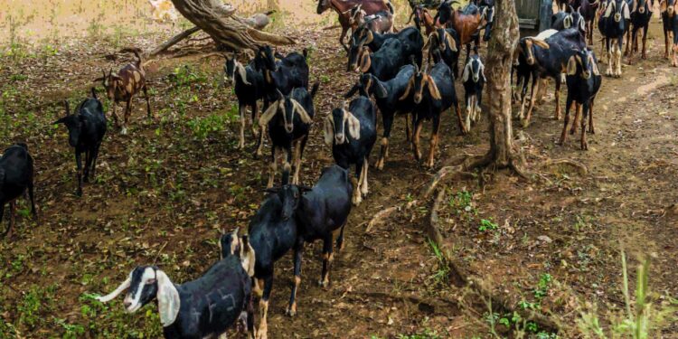 UTPL impulsa investigación clave sobre capricultura y sostenibilidad en el sur del Ecuador