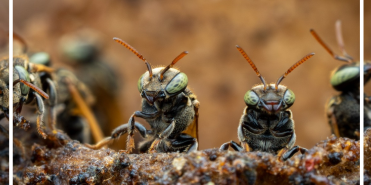 Puyango inaugura el Centro Integral de Abejas Nativas