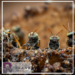 Puyango inaugura el Centro Integral de Abejas Nativas