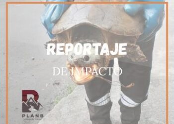 Queda al descubierto un nuevo ataque a la vida silvestre