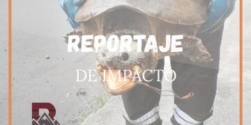 Queda al descubierto un nuevo ataque a la vida silvestre