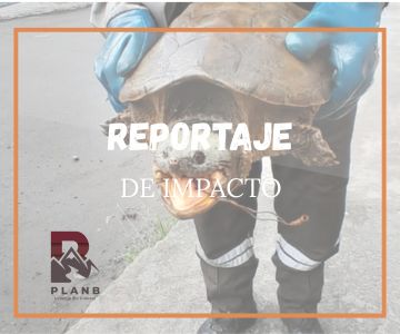 Queda al descubierto un nuevo ataque a la vida silvestre