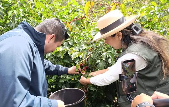 La ruta del café y el turismo