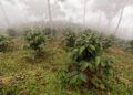 ARCSA multa a emprendedor de  café con $4.700,00