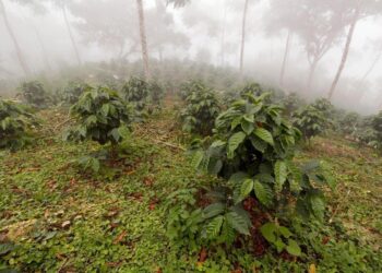 ARCSA multa a emprendedor de  café con $4.700,00