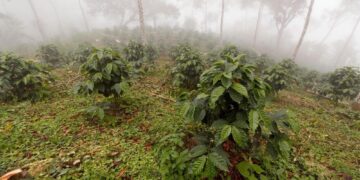 ARCSA multa a emprendedor de café con $4.700,00
