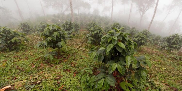 ARCSA multa a emprendedor de  café con $4.700,00