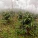 ARCSA multa a emprendedor de café con $4.700,00